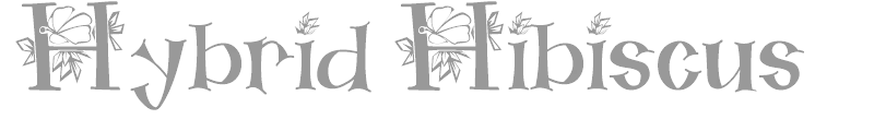 Hybrid Hibiscus